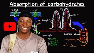 Absorption of carbohydrate  Digestive System Explained  Part 2 [upl. by Iviv]