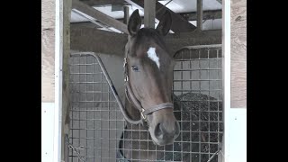 Parx Horse Uncle Heavy Headed to the Withers Stakes [upl. by Dong]