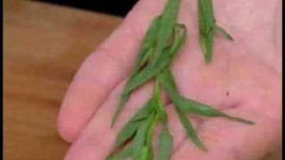 Cooking Tips  How to Pick Tarragon [upl. by Tigirb]