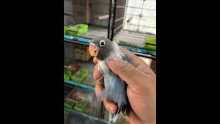 D Blue Personata Baby Bird birds lovebirds [upl. by Oiramal603]