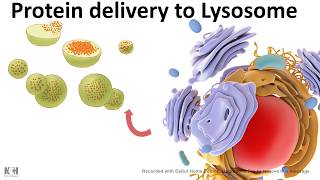 Protein trafficking to lysosome [upl. by Alaehs]