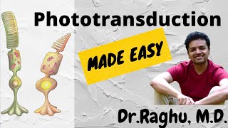 Phototransduction cascade  Neurophysiology  Rods amp Cones [upl. by Caesaria]