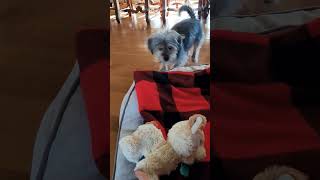 Dogs reaction meeting a toy dog [upl. by Halona]