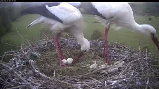 Storchennest Lindheim  Ein Ei musste entsorgt werden  29042024 [upl. by Delfeena]