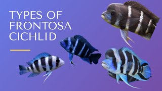 Different types of Frontosa Cichlid  Finding fishes [upl. by Wailoo963]