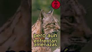 EL LINCE IBERICO extinción extincion enpeligrodeextinción linceiberico [upl. by Shornick]