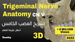 أسهل طريقة لحفظ العصب الخامس  Trigeminal Nerve CN V Anatomy [upl. by Kiryt]