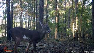 Piebald Whitetail Deer Video  N1 Outdoors [upl. by Brandes856]