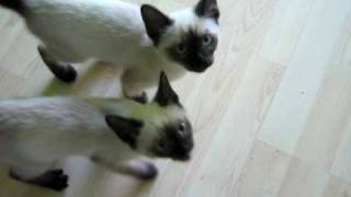 Talking Siamese kittens  SUPER CUTE [upl. by Obelia790]