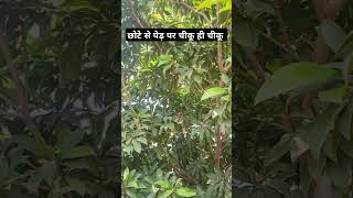 Sapodilla fruit farming trending viralshorts youtube farmerlife jaat prernaorganicfarms [upl. by Gregor356]