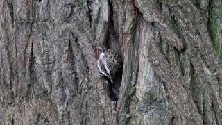 Treecreeper family filmed by Terry Godfrey [upl. by Pritchett863]