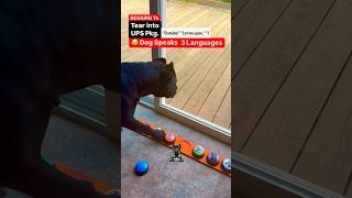 😂 UPS CRAZED Dog Speaks Her Own FastTalkn Lingo Tuxn Dog shorts hilarious lol [upl. by Guillermo]