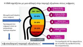 Pathophysiology of Anemia of CKD Kantartzi Konstantia [upl. by Ynnatirb]