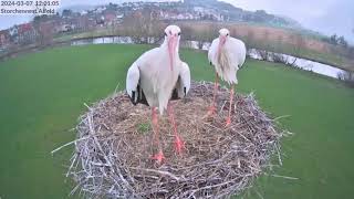 Storchennest Alfeld Leine  Schwere Nestkämpfe  07032024 [upl. by Adnirim]