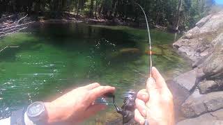 Monster Backcountry Rainbow Trout Fishing  Upper Tuolumne River  Yosemite National Park [upl. by Somerset]