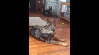 Hip Dysplasia German Shepherd Our Sadie [upl. by Beck]