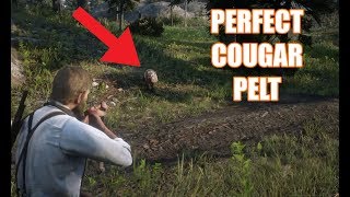 Red Dead Redemption 2  Perfect Cougar Pelt Location [upl. by Nollid]