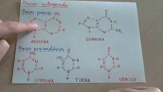 Bases nitrogenadas que son tipos y como se asocian en el ADN y ARN [upl. by Treblih]