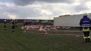 Tiertransporter mit 650 Ferkeln umgekippt [upl. by Biegel]