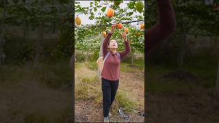 Juice Passion fruit harvest and seed collection shorts fruit satisfying [upl. by Perretta]