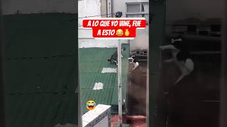 Traición Entre Michis 😂 gatos shorts viralvideo [upl. by Annayak]