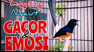 LANGSUNG NYAUT GACOR DAN EMOSI ❗❗ PANCINGAN MURAI BATU LANGSUNG GACOR DAN EMOSI ❗❗ [upl. by Manuel420]