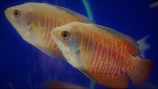 Dwarf gourami best tank mates  what fish can you have with dwarf gourami [upl. by Anuat]