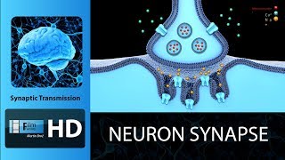 neuron synapse neurotransmitters  animation [upl. by Alyekahs34]