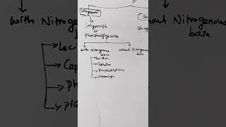 phospholipids lipids lecithin sphingomyelinlipidlipidmetabolism biochemistry shortsreels [upl. by Lansing356]