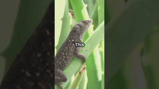 The World’s Smallest Lizard The Jaragua Gecko JaraguaGecko SmallestLizard TinyAnimals [upl. by Faso]