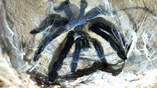 Monocentropus balfouri Breeding Tips and Information [upl. by Brew]