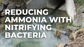 Reducing Ammonia in Wastewater Using Nitrifying Bacteria [upl. by Foss]