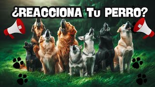 ¡Desafía a Tu Perro Perros Ladrando Fuerte – Reacción Increíble 🐾🔊 [upl. by Nojram]