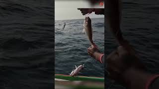 Hand Line Fishing at 300 Feet Deep for Rosy Snapper [upl. by Millar528]