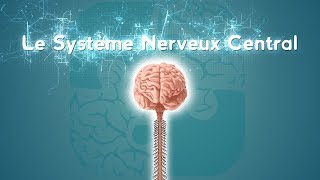 Neurolexique 2  Le Système Nerveux Central [upl. by Adnomar]