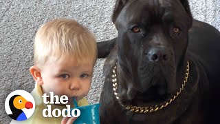 Baby Grows Up With His 125Pound Dog  The Dodo Soulmates [upl. by Cotterell]