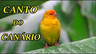 CANARINHO da TERRA pássaro cantando na CHUVA Sicalis flaveola SAFFRON FINCH [upl. by O'Neil97]