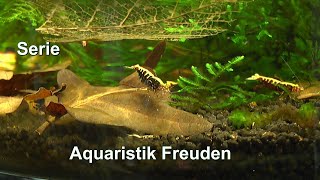 Zwerggarnelen Aquarium Freuden vermitteln und praktische Erfahrungen gemeinsam sammeln [upl. by Leahsim]