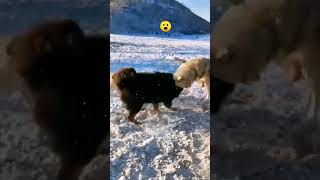 Tibetan mastiff vs Wolf 😮 fypシ゚ viral shorts fighting [upl. by Erik]