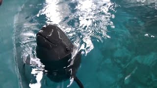 Smiling at danger China’s finless porpoise fights to survive [upl. by Stoecker]