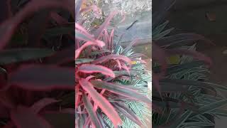 Fairchild Red Cordyline fruticosa Asparagaceas nature relaxingsound plants shortvideo 😌😌 [upl. by Drofnelg]