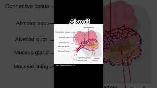 Structure of Alveoli💯biology science shorts viralshorts trendingshorts education [upl. by Naesal523]