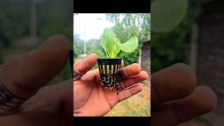 Seedlings to Aeroponics in 60 Seconds aeroponics growing plants seedlings fast easy DIY [upl. by Licha743]