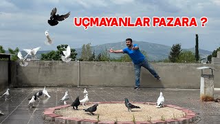 Yavru Taklacı Güvercinleri İlk Kez Uçurmaya Çalışıyorum [upl. by Maleki]