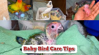 How to Baby Parrot Feeding at Home  Baby Bird hand feeding amp Care Tips 2024 [upl. by Glynis]