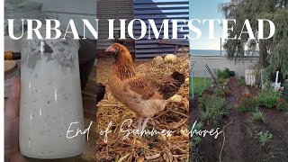 Summer is over  Aussie Urban Homestead [upl. by Eylrac]