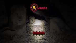 jambo lion of gir  king of lion lion animals gir lionlove [upl. by Aneekat]