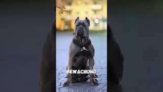 quotUnbesiegbar Das macht Kangal und Cane Corso zu den ultimativen Wachhundenquot [upl. by Garling853]