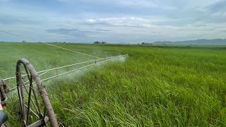 Rice threshing machine by prey bulldozer agriculturedrone automobile drone farm kolkata [upl. by Olyhs161]