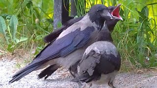 Too Much CAWing Hooded Crow Fledgling is Loosing His Voice 4K [upl. by Weinert]